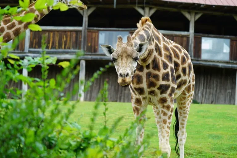 election miss lorraine miss lorraine Girafe x